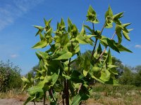 Euphorbia lathyris 22, Kruisbladige wolfsmelk, Saxifraga-Ed Stikvoort