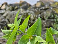 Caper spurge or Paper spurge (Euphorbia lathyris) flowering  Caper spurge or Paper spurge (Euphorbia lathyris) flowering : Caper spurge, Paper spurge, spurge, Euphorbia lathyris, euphorbia, green, flower, flowers, flowering, in flower, petal, petals, bloom, blooming, in bloom, growth, color, beautiful, beauty, beauty in nature, plant, plants, botany, botanical, vascular plant, flora, floral, nature, natural, blossom, blossoming, in blossom, wild, wildflower, stamen, stamens, pistil, spring, springtime, summer, summertime