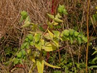 Euphorbia lathyris 3, Kruisbladige wolfsmelk, Saxifraga-Peter Meininger
