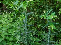 Euphorbia lathyris 5, Kruisbladige wolfsmelk, Saxifraga-Ed Stikvoort