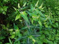 Euphorbia lathyris 6, Kruisbladige wolfsmelk, Saxifraga-Ed Stikvoort