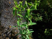 Euphorbia lathyris 7, Kruisbladige wolfsmelk, Saxifraga-Ed Stikvoort