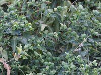 Euphorbia lathyris 8, Kruisbladige wolfsmelk, Saxifraga-Rutger Barendse