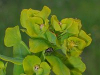 Euphorbia lucida 1, Saxifraga-Jasenka Topic