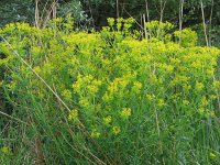 Euphorbia lucida 2, Saxifraga-Jasenka Topic