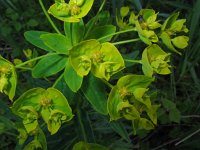 Euphorbia lucida 3, Saxifraga-Jasenka Topic