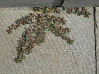Euphorbia maculata 11, Straatwolfsmelk, Saxifraga-Ed Stikvoort