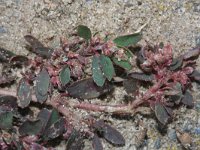 Euphorbia maculata 15, Straatwolfsmelk, Saxifraga-Rutger Barendse