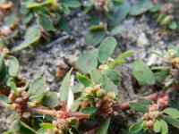 Euphorbia maculata 18, Straatwolfsmelk, Saxifraga-Rutger Barendse