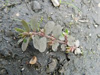 Euphorbia maculata 27, Straatwolfsmelk, Saxifraga-Rutger Barendse
