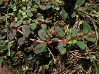 Euphorbia maculata 3, Straatwolfsmelk, Saxifraga-Rutger Barendse