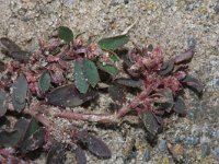 Euphorbia maculata 31, Straatwolfsmelk, Saxifraga-Rutger Barendse