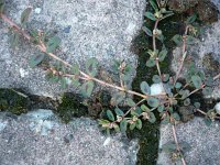 Euphorbia maculata 5, Straatwolfsmelk, Saxifraga-Jasenka Topic