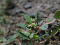 Euphorbia maculata 7, Straatwolfsmelk, Saxifraga-Rutger Barendse