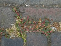 Euphorbia maculata 9, Straatwolfsmelk, Saxifraga-Ed Stikvoort