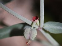 Euphorbia maresii 2, Saxifraga-Rutger Barendse