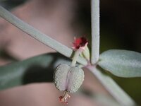 Euphorbia maresii 2, Saxifraga-Rutger Barendse