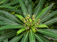 Euphorbia mellifera 2, Saxifraga-Hans Grotenhuis