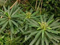 Euphorbia mellifera 3, Saxifraga-Hans Grotenhuis
