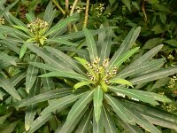 Euphorbia mellifera 4, Saxifraga-Hans Grotenhuis