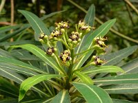 Euphorbia mellifera 5, Saxifraga-Hans Grotenhuis