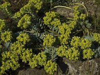 Euphorbia myrsinites, Broad-leaved Glaucous Spurge
