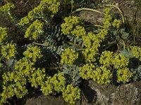 Euphorbia myrsinites, Broad-leaved Glaucous Spurge