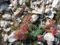 Euphorbia myrsinites 8, Saxifraga-Jasenka Topic