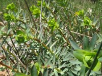 Euphorbia myrsinites 9, Saxifraga-Rutger Barendse