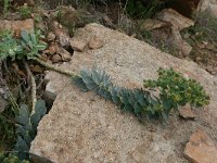 Euphorbia myrsinitis 13, Saxifraga-Dirk Hilbers