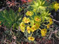 Euphorbia nicaeensis