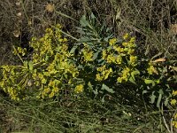 Euphorbia nicaensis 2, Saxifraga-Jan van der Straaten