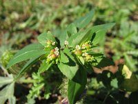 Euphorbia nutans