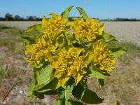 Euphorbia oblongata