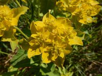 Euphorbia oblongata 11, Saxifraga-Ed Stikvoort