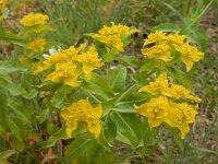 Euphorbia oblongata 3, Saxifraga-Ed Stikvoort