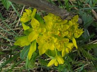Euphorbia palustris 7, Moeraswolfsmelk, Saxifraga-Jasenka Topic