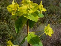 Euphorbia paniculata 1, Saxifraga-Ed Stikvoort