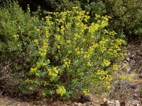 Euphorbia paniculata 2, Saxifraga-Ed Stikvoort