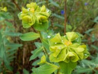Euphorbia paniculata 3, Saxifraga-Ed Stikvoort
