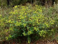 Euphorbia paniculata 5, Saxifraga-Ed Stikvoort