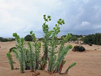 Euphorbia paralias 10, Zeewolfsmelk, Saxifraga-Jeroen Willemsen