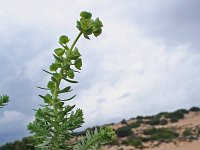 Euphorbia paralias 11, Zeewolfsmelk, Saxifraga-Jeroen Willemsen