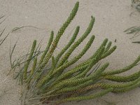 Euphorbia paralias 16, Zeewolfsmelk, Saxifraga-Willem van Kruijsbergen