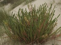 Euphorbia paralias 17, Zeewolfsmelk, Saxifraga-Willem van Kruijsbergen