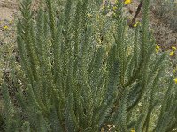 Euphorbia paralias 18, Zeewolfsmelk, Saxifraga-Willem van Kruijsbergen