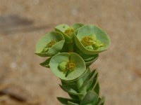 Euphorbia paralias 2, Zeewolfsmelk, Saxifraga-Jan van der Straaten