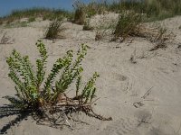 Euphorbia paralias 26, Zeewolfsmelk, Saxifraga-Jan van der Straaten