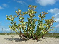 Euphorbia paralias 29, Zeewolfsmelk, Saxifraga-Ed Stikvoort