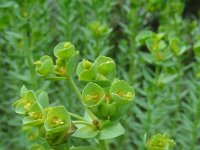 Euphorbia paralias 32, Zeewolfsmelk, Saxifraga-Ed Stikvoort